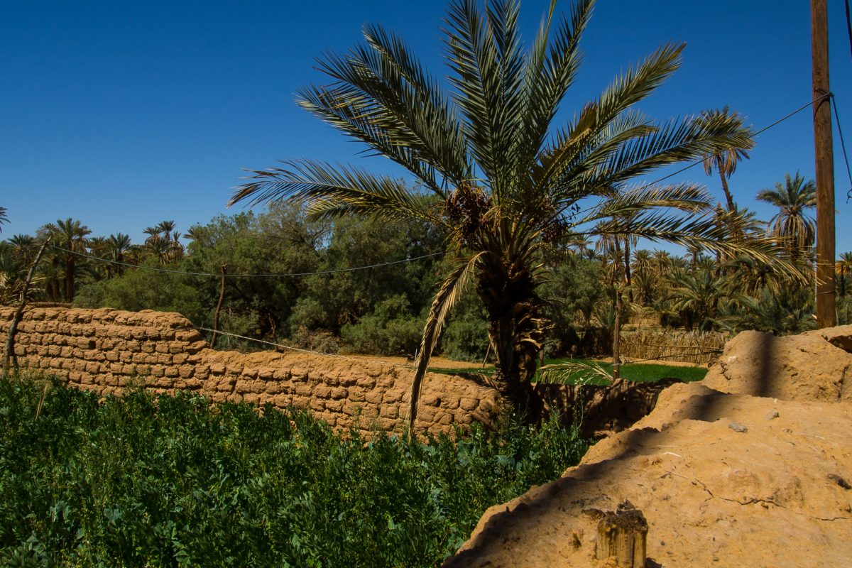 الترافع البيئي في المغرب: التحديات، الاستراتيجيات، والعوائق المؤسساتية
